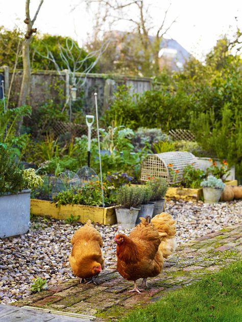 Veg Growing, How To Keep Chickens, Gardens Illustrated, Henny Penny, Vegetable Garden Planner, Urban Chickens, Plant Mama, Living Simply, Grow Food