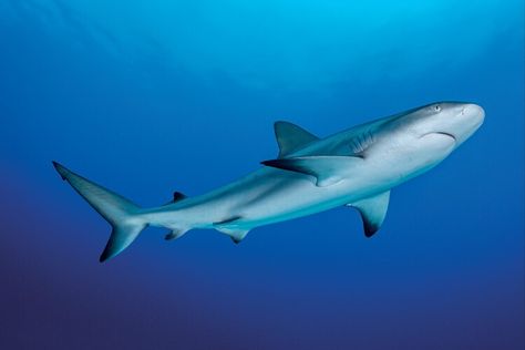 Efforts to Bring Back the Caribbean Reef Shark May Become a Conservation Success Story — Smithsonian Magazine Caribbean Reef Shark, Reef Shark, Success Stories, Marine Life, Sea Creatures, How To Become, Bring It On