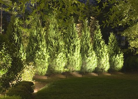 Modern Driveway, Garden Lighting Design, Garden Sitting Areas, Arborvitae Tree, Driveway Lighting, Driveway Landscaping, Tiered Garden, Beautiful Outdoor Spaces, Garden Pathway