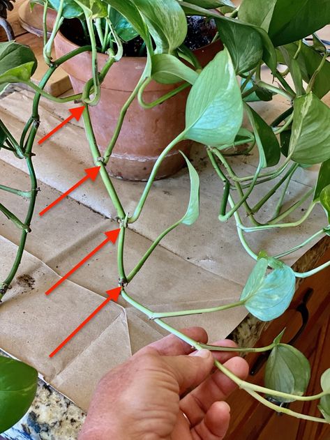 Propagate Pothos, Pathos Plant, Pothos Plant Care, Cheap Plants, Inch Plant, Plant Care Houseplant, Plant Hacks, Landscaping Garden, Inside Plants