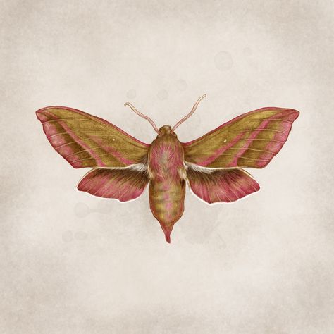 Elephant Hawk Moth Tattoo, Hawk Moth Tattoo, Elephant Moth, Insect Reference, Elephant Hawk Moth, Butterfly Museum, Bug House, Moth Drawing, Moth Illustration