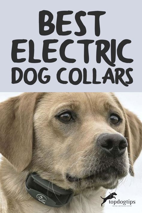 Shock collars are controversial but remain effective and can be safe when used properly. These are the best electric dog collars of 2020 (review round-up). Shock Collars For Dogs, Training Treats For Dogs, Dog Marketing, Dog Gadgets, Wireless Dog Fence, Dog Shock Collar, Pets Accessories, Treats For Dogs, Dog Collar With Name