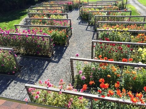 Farm Hacks, Cut Flower Farm, Dahlias Garden, Garden Home Decor, Bench Diy, Corner Garden, Room Garden, Flower Farmer, Cut Flower Garden