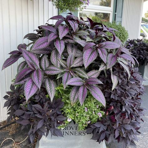 Strobilanthes Persian Shield - Buy Persian Shield Annuals Online Strobilanthes Persian Shield, Shade Pots, Shade Planters, Purple Backyard, Persian Shield Plant, Shade Annuals, Porch Planter, Persian Shield, Crib Ideas