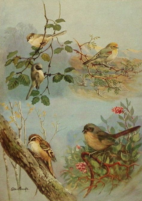 1930s Chickadee Cousins Vintage Bird Print, Antique Bird Illustration Art Bird Illustration Art, Vintage Bird Wallpaper, Antique Bird Illustration, Woodland Art, Bird Wallpaper, Vintage Bird, Images Vintage, Bird Illustration, Art And Illustration