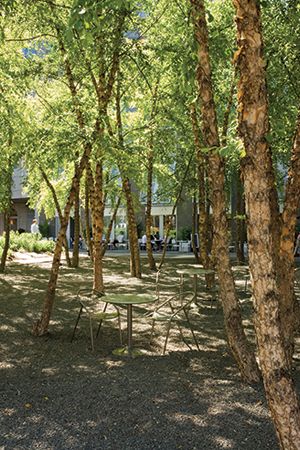 Betula Nigra, Linear Park, Pocket Park, Lenox Hill, Garden Park, Landscape Architects, Plant Design, Landscape Architect, Natural Environment