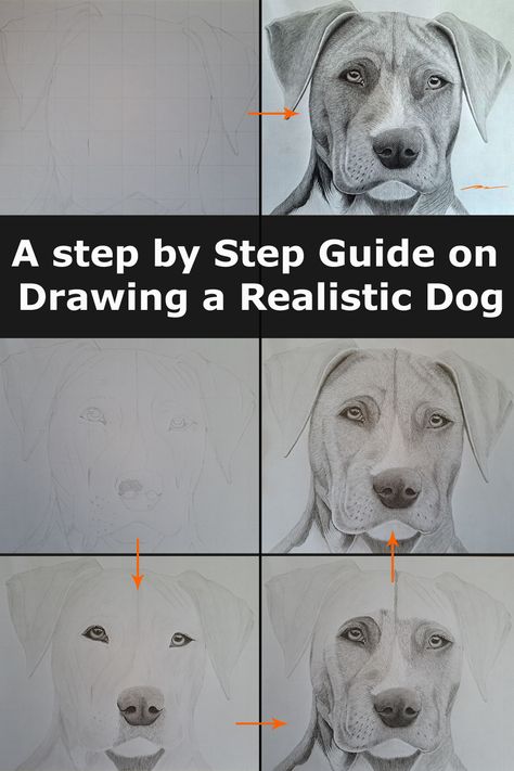 different stages of a dog drawing, animal portrait, pencil art, traditional art. How To Draw A Great Dane, How To Draw Animals Realistic, Dog Drawing Tutorial Step By Step, How To Draw A Dog, Dog Sketch Easy, Pitbull Drawing, Dog Face Drawing, Draw Dogs, Dog Portrait Drawing