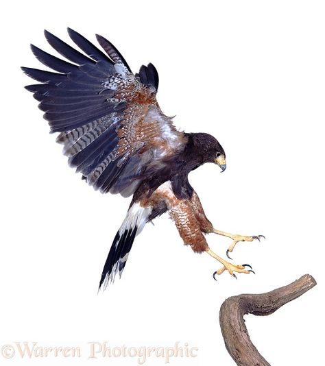 Harris Hawk alighting Hawk Painting, Harris Hawk Tattoo, Hawk Art Spirit Animal, Vintage Hawk Illustration, Red Tailed Hawk Watercolor, Harris Hawk, Hawk Tattoo, Flight Feathers, Native American Warrior