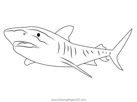 Tiger Shark Great Barrier Coloring Page Tiger Shark Drawing, Dummies Book, Shark Drawing, Shark Coloring Pages, Tiger Shark, Inspirational Tattoos, Free Coloring Pages, Cute Tattoos, Sharks