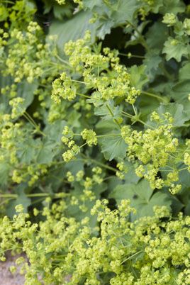 Alchemilla mollis | lady's mantle/RHS Gardening Flower Pairings, Alchemilla Mollis, Park Entrance, Lady's Mantle, Botanical Drawing, Garden Border, Herbaceous Border, Favourite Flowers, Sloped Garden