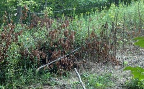 Deer Waterhole Improvements 101 | Whitetail Habitat Solutions Deer Habitat, All For Us, Importance Of Water, Food Plot, Habitat, Deer, Hunting, Solar, Fishing