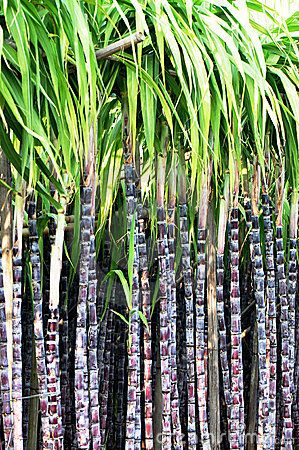 Black sugarcane stalks Whole Trout Recipes, Sugar Cane Plant, Agriculture Pictures, Black Sugar, Healthy Lifestyles, Agaves, Fruit Plants, Exotic Fruit, Harvest Festival