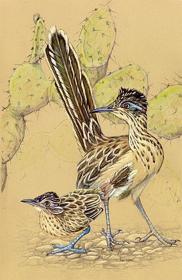 Roadrunner Art, Natural History Illustration, History Illustration, Desert Animals, Southwestern Art, Desert Art, Desert Painting, Cactus Art, Southwest Art