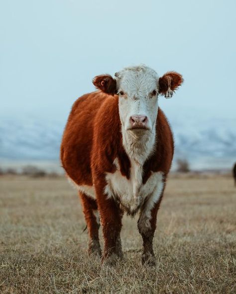 Hereford Cows, Cow Photography, Hereford Cattle, Heifer Cow, Western Photography, Holstein Cows, Cattle Breeds, Cow Face, Future Farms