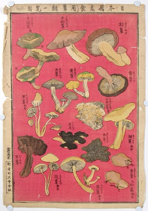 pink baby Mushroom Types, Japanese Woodblock Print, Edible Mushrooms, Japanese Woodblock, Japanese Woodblock Printing, Woodblock Print, Print Poster, Vintage Japanese, Quality Posters