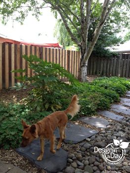 Cedar chips next to fence provide a place for a dog to run protecting planting areas Dog Landscaping, Dog Friendly Garden, Dog Friendly Backyard, Cedar Chips, Yellow Lab Puppies, Large Hydrangea, Synthetic Lawn, Dog Run, Hardy Geranium