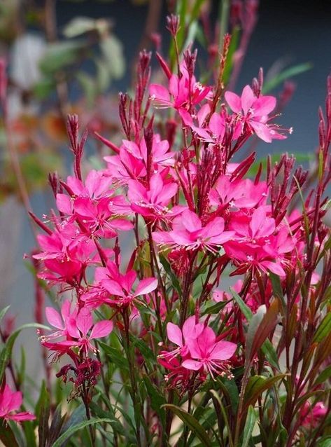 Gaura Plant Care | How to Grow Bee Blossom Gaura Plant, Front Yard Flower Bed, Drought Tolerant Shrubs, Butterfly Plants, Flower Care, Propagating Plants, Garden Care, Landscaping Plants, Annual Plants