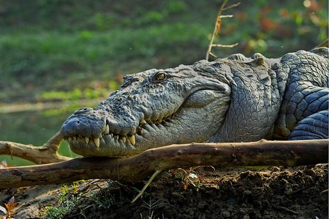 Mugger Crocodile, Orlando With Kids, Crocodile Species, Chitwan National Park, Things To Do In Orlando, Animal Groups, Wild Creatures, Jungle Safari, Dog Runs