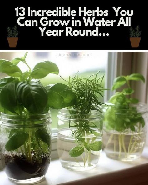 Growing Herbs In Water, Herbs In Water, Growing Herbs Inside, Hanging Herb Garden, Easy Family Recipes, Indoor Water Garden, Herb Containers, Herb Gardening, Vertical Herb Garden