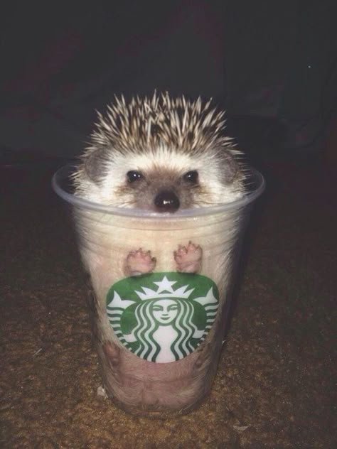 Porcupine in a Starbucks cup Cai Arabi, A Hedgehog, Baby Animals Pictures, Cute Hedgehog, 웃긴 사진, Baby Animals Funny, Cute Animal Photos, Cute Animal Pictures, Animal Photos