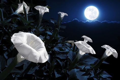 9 Ideas for Magical Gardening the Pagan or Wiccan Way Night Blooming Flowers, Magical Moon, Goth Garden, Gothic Garden, List Of Flowers, Witch Garden, Moon Garden, Night Garden, Magical Garden