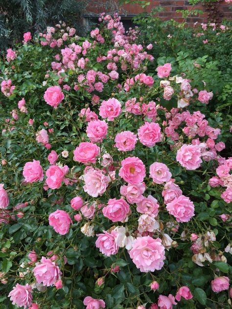 Lay me down on a bed of roses A Bed Of Roses, Spring Scenery, Bed Of Roses, Rose Bedding, Lay Me Down, Flower Plants, Love Rose, Rose Garden, Planting Flowers