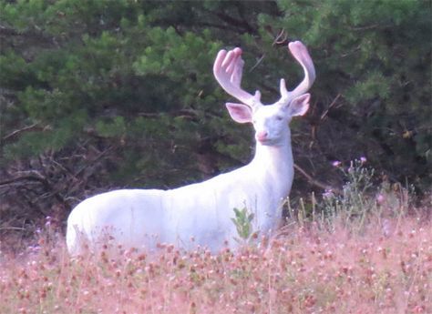 Albino Deer, Albino Animals, White Deer, Hunting Trip, Pretty Animals, Jairzinho, Life Photo, Once In A Lifetime, 귀여운 동물