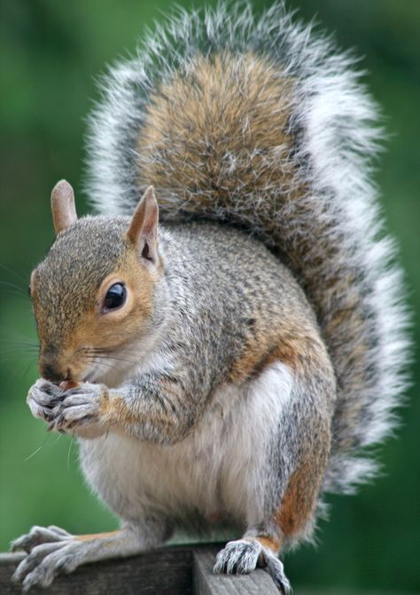 Squirrel Big Tail | Flickr - Photo Sharing! Squirrel Picnic Table Feeder, Squirrel Picnic Table, Eastern Gray Squirrel, Squirrel Pictures, Animals Tattoo, Tattoo Nature, Squirrel Art, Squirrel Funny, Nature Wallpapers