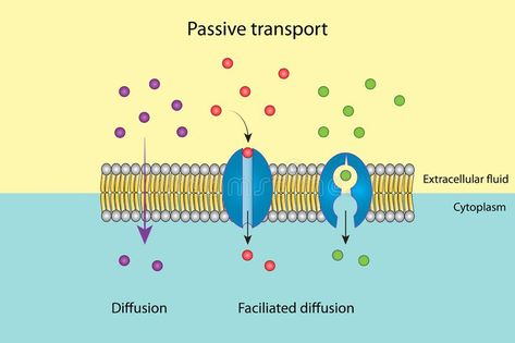 Active And Passive Transport, Passive Transport Biology, Passive Transport, Active Transport, Biology Jokes, Anatomy Biology, Transport Images, Extracellular Fluid, Transport Illustration