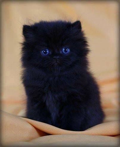 Spooktober Special: Fluffy Animals Of Darkness - I Can Has Cheezburger? Black Kitten, Blue Eyes, Persian, Kittens, Blue, Black