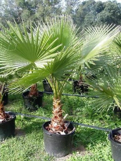 Mexican Fan Palm - 5 seeds - Washingtonia robusta - Great for house plant Outdoor Tropical Plants, Mexican Fan Palm, Fan Palm, Home Decor Blog, Updating House, Plastic Pots, House Plant, Decorating Blogs, Backyards