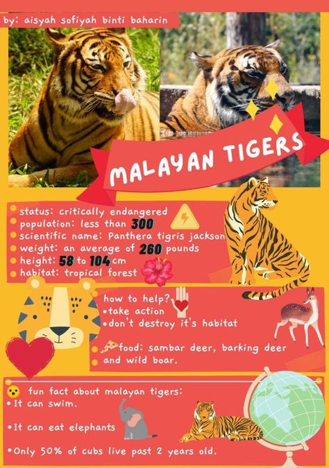 aMAZING WEDNESDAYS (95) Sambar Deer, Tiger Facts, Tiger Species, Malayan Tiger, Save The Tiger, Panthera Tigris, Research Poster, Deer Animal, Tiger Poster