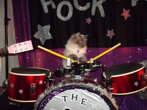 Ringo! Cat Band, Cats With Instruments, Cat And Guitar Aesthetic, Cat Playing Drums, Grunge Drummer Aesthetic, Ringo Starr Playing Drums, Cat Icon, Drum Set, Cat Playing