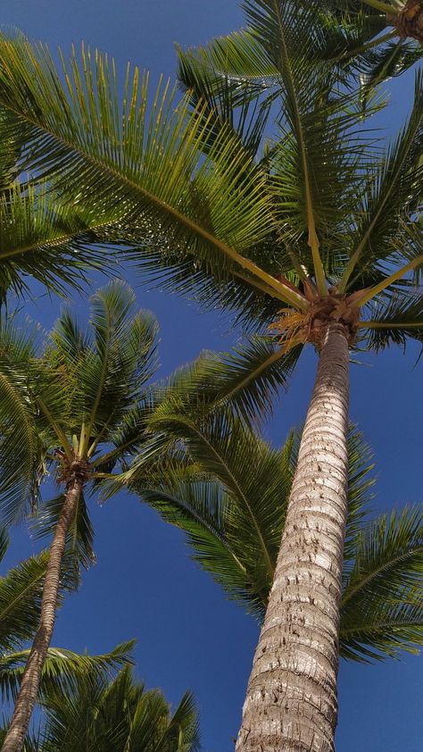 Samsung Wallpaper Android, Palm Tree Pictures, Coco Beach, Palm Trees Wallpaper, Beachy Aesthetic, Best Nature Wallpapers, Palm Wallpaper, Iphone Wallpaper Landscape, Letter X