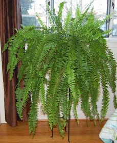 Find out how to grow a Boston fern here; with easy and clear care instructions and featuring an image of the plant plus more information on it from an indoor plant expert with over 20 years of hands-on career experience Boston Fern, Indoor Gardens, Winter Garden, Growing Plants, Small Garden, Garden And Yard, Indoor Garden, Backyard Garden, Plant Care