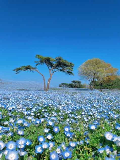 Japan nature. Beautiful nemophilas in Ibaraki Japan. Itoya Japan, Japan Beaches, Ibaraki Japan, Sky Meets The Sea, Hokkaido Flower Field, Japan Nature, Hitachi Seaside Park, Hokkaido Beach Japan, Baby Blue Eyes