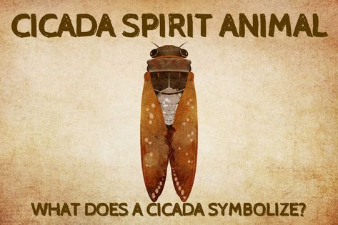 Cicada Meaning Spiritual, Cicada Meaning, Butterfly Spirit Animal, Horse Spirit Animal, Spirit Animal Quiz, Spirit Animal Meaning, Animal Quiz, Small Insects, Your Spirit Animal