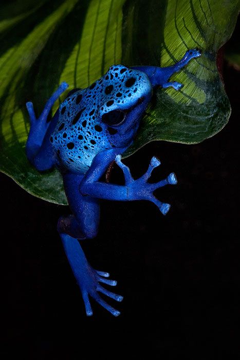 Blue Poison Dart Frog, Poison Frog, Poison Dart Frog, Blue Frog, Amazing Frog, Poison Dart, Frog Sitting, Frog Pictures, Dart Frog