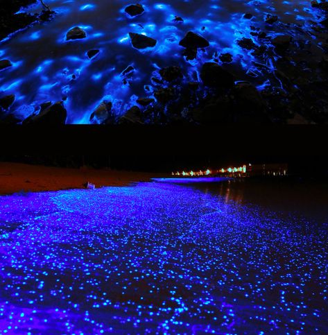 Bioluminiscencia en la Isla Holbox Vaadhoo Island, Holbox Island Mexico, Collecting Seashells, Holbox Island, Vacation Wishes, Cancun Trip, Sea Of Stars, Mexico Travel Guides, Quintana Roo