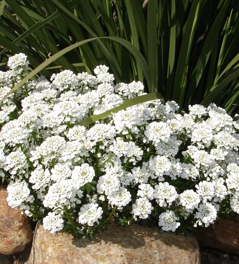 Candy Tuft Plant, Candy Tuft, Iberis Sempervirens, Blue Flowering Plants, Small Garden Inspiration, Stone Walls Garden, Poolside Garden, Evergreen Groundcover, Front Yard Plants