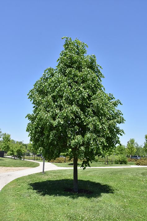 Greenspire Linden Tree, Mum Garden, Garden Nooks, House Inspection, Tilia Cordata, Compost Soil, Patio Trees, Garden Nook, Street Trees