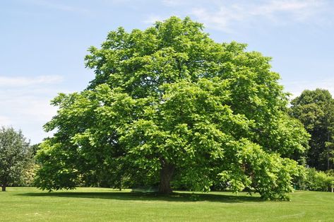 Butternut Tree, Twisted Tree, The Giving Tree, Tree Removal, Arbour Day, Two Trees, Outdoor Decorating, Aspen Trees, Tree Seeds