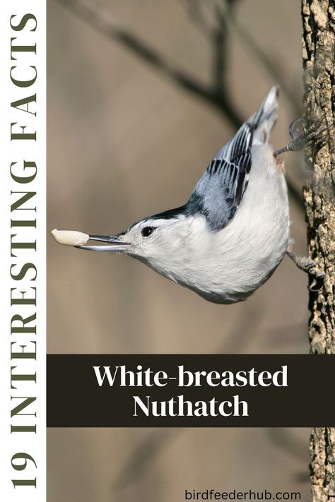 These common backyard and woodland birds are always fun to watch. White-breasted Nuthatches are known for their laughing call, and ability to quickly travel head-first down tree trunks. These little birds wedge seeds into tree bark to "hatch" off the shell. Learn more fun facts about the white-breasted nuthatch. Nuthatch Bird, Wild Birds Unlimited, Nuthatches, Bird Facts, Forest Habitat, Three Birds, Wood Images, Tree Trunks, Deciduous Trees