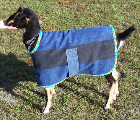 Goat blanket made from recycled jeans. Goat Coat Pattern, Goat Clothes, Goats And Sheep, Goat Care, Goat Barn, Raising Goats, Pygmy Goat, Goat Farm, Showing Livestock