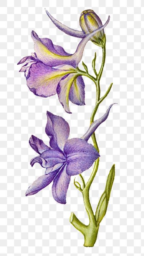 Larkspur Plant, Botanical Illustration Black And White, Larkspur Flower, Png Stickers, Flower Purple, Antique Artwork, Watercolor Flower Art, Flower Vintage, Botanical Drawings