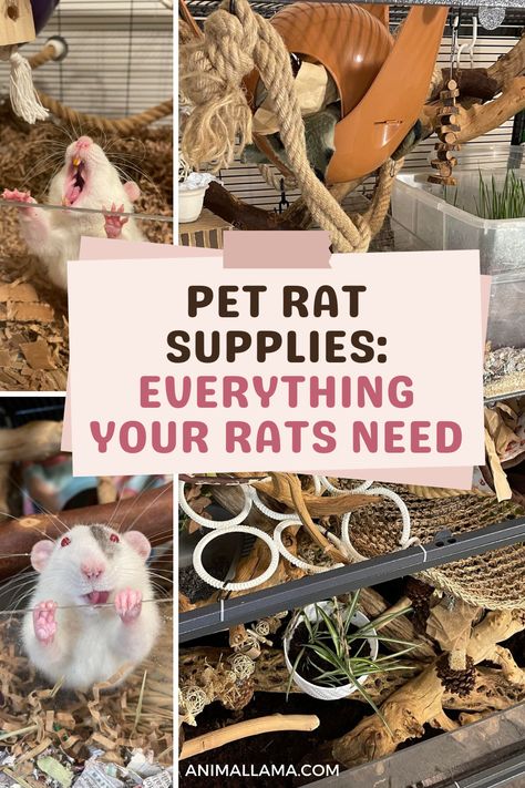 Diy Pet Rat Cage Accessories, Rat Food Recipe, Rat Habitat Ideas, Pet Rat Enrichment, Pet Rat Diy, Toys For Rats, Pet Rat Tips, Pet Rat Toys, Rats As Pets