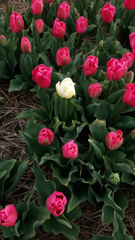 This white tulip in a field of red ones Phone Background Patterns, Tulips Garden, Blue Tulips, Tulip Fields, Scenery Nature, Flower Therapy, White Tulips, Red Tulips, Beautiful Places Nature