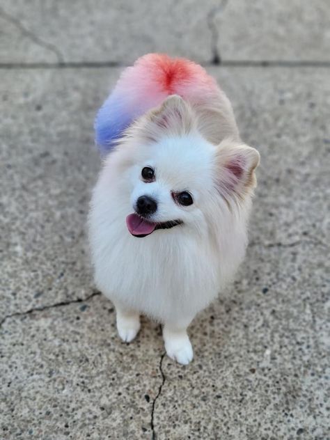 Pomeranian has its tail dyed for the Fourth of July! Dog Hair Dye, Toy Pom, Rainbow Animals, Dog Dye, White Pomeranian, Pom Dog, Creative Grooming, Forth Of July, Hair Creations