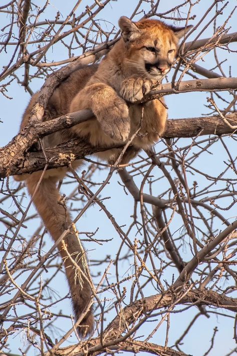 Animal Poses, Wild Animals Pictures, Animal Study, Söt Katt, Cat Pose, Cool Animals, Animal Reference, Mountain Lion, Pretty Animals