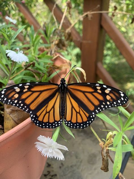 Monarch Butterfly Reference, Monarch Butterfly Line Drawing, Orange Monarch Butterfly Tattoo, Monarch Butterfly Tattoo With Flowers, Monarch Butterfly Tattoo Black And White, Orange Butterfly Tattoo, Tia Core, Monarch Butterfly Aesthetic, Monarch Butterfly On Flower